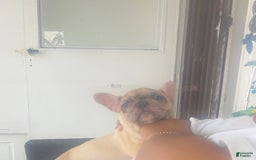 French Bulldog dogs for sale: A - Image 2