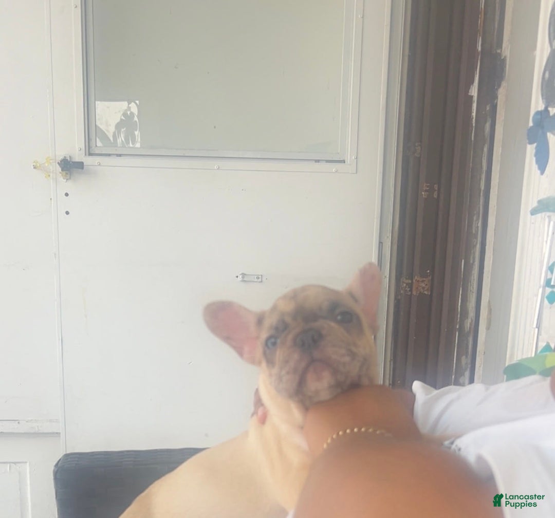 French Bulldog dogs for sale: A - Image 2