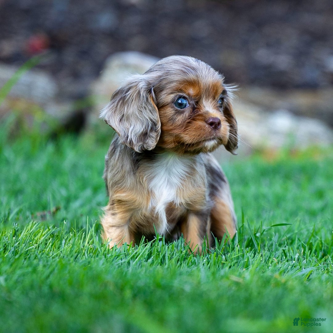 Cavalier King Charles Spaniel dogs for sale: Theo - Image 2