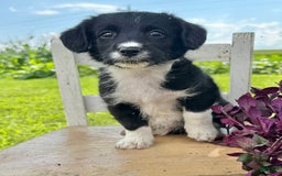 Welsh Corgi Pembroke dogs for sale: Welsh Corgi (Pembroke) 5 puppies - Image 18