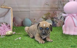 Catahoula Leopard Dog dogs for sale: Goldie 2025 F5 - Image 1