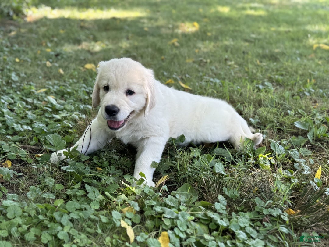 Golden Retriever dogs for sale: Nova - Image 3