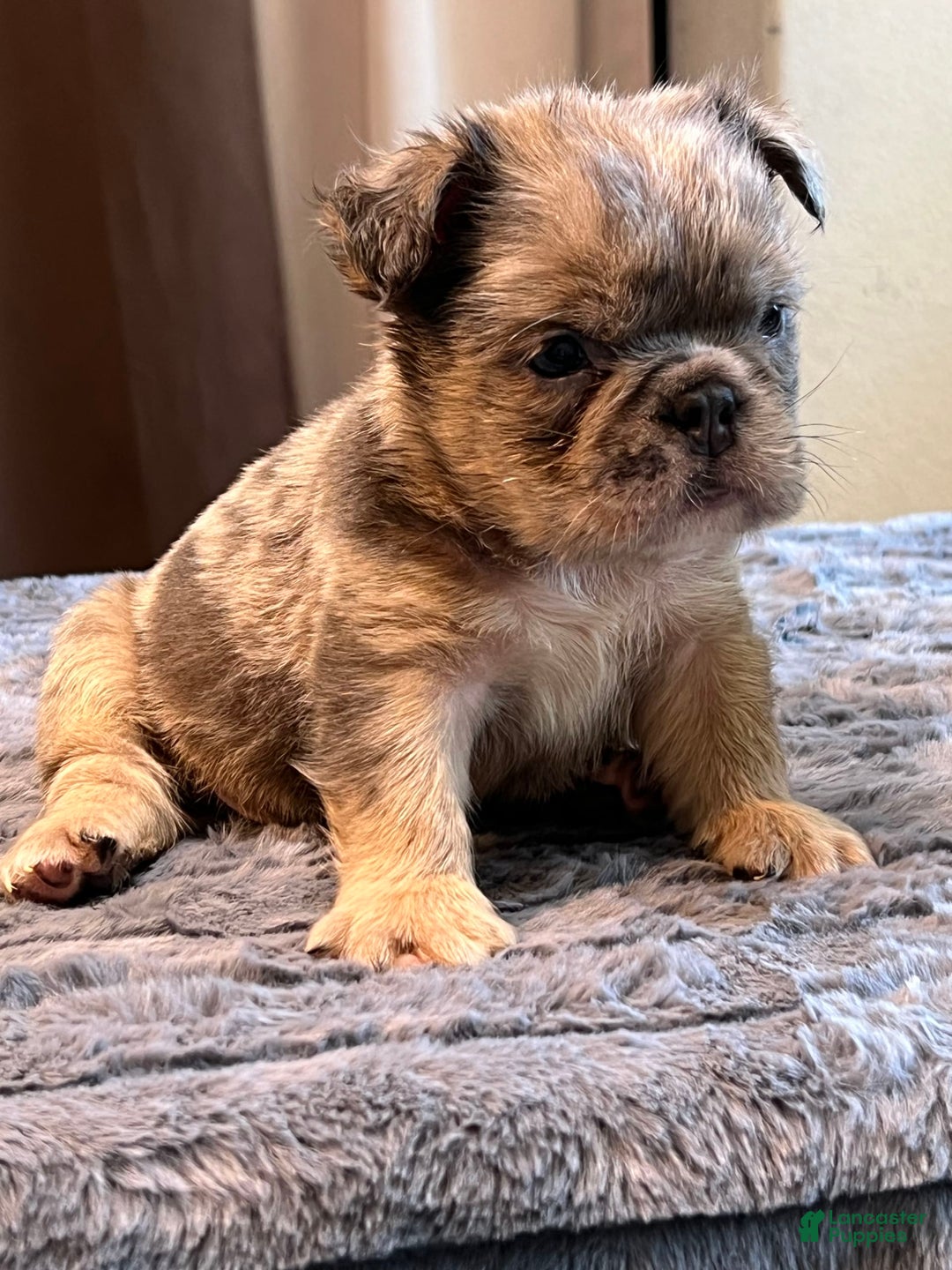English Bulldog dogs for sale: Little Fluff - Image 2