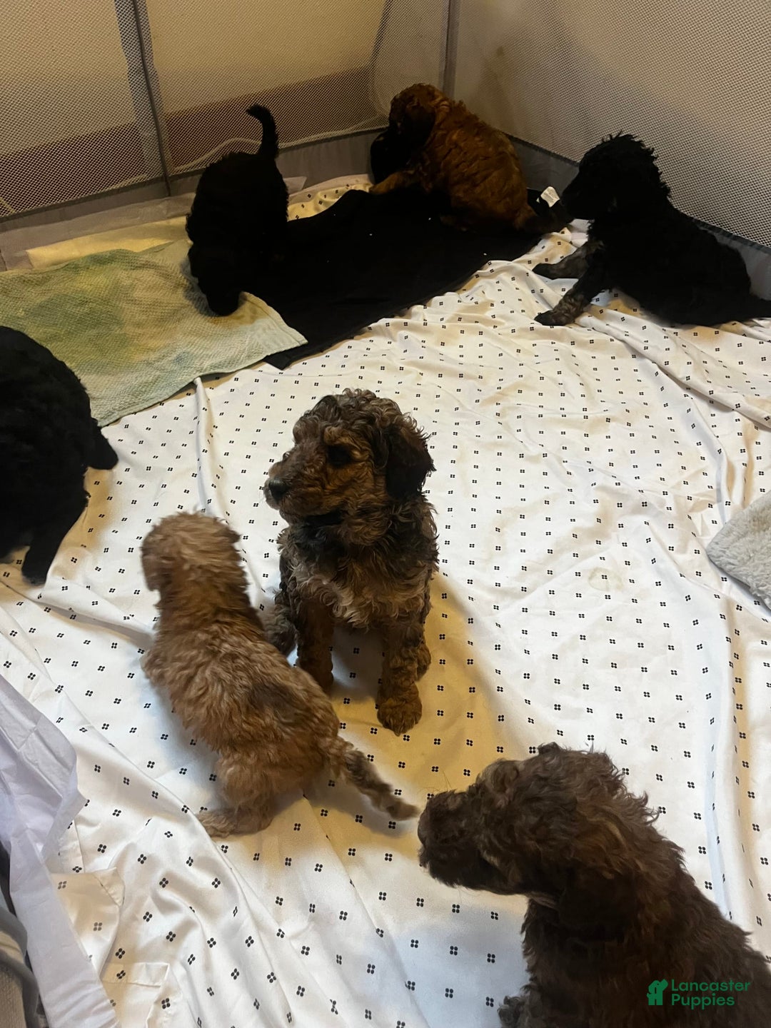 Standard Poodle dogs for sale: Alda - Image 3
