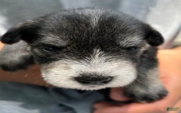 Miniature Schnauzer dogs for sale: Bernie - Image 13