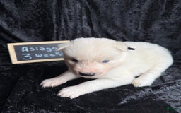 Siberian Husky dogs for sale: Asiago - Image 4