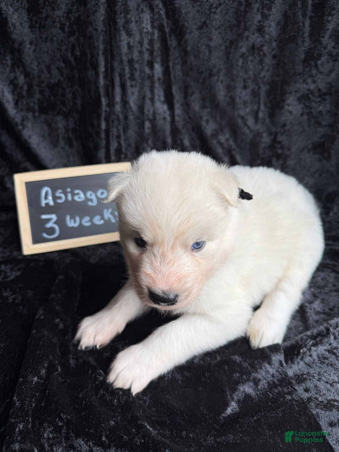Siberian Husky dogs for sale: Asiago - Image 4