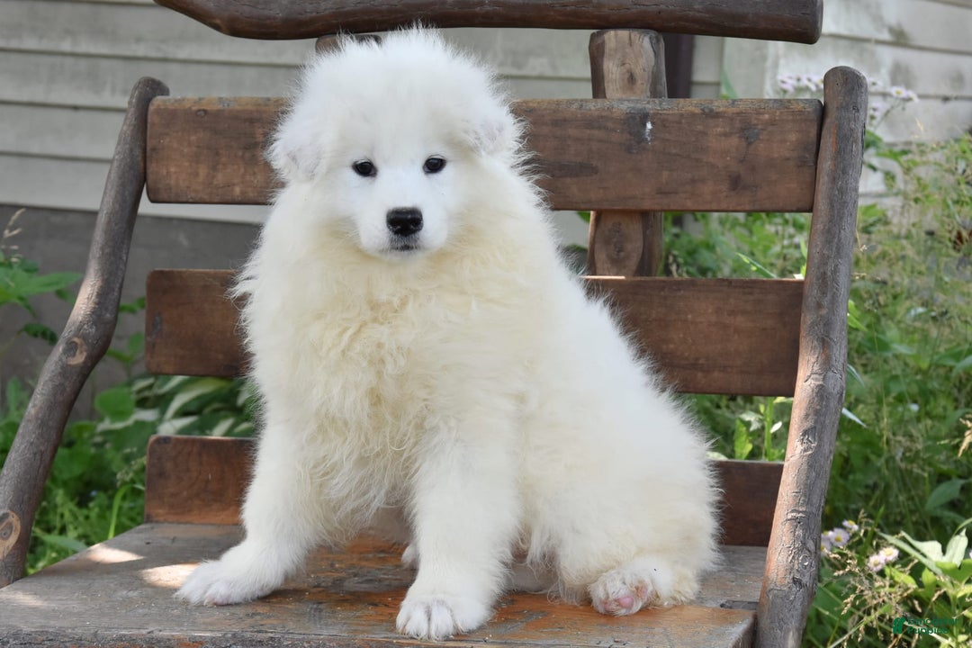 Samoyed dogs for sale: Chrystal - Image 2