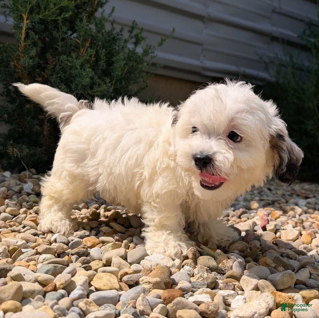 Teddy Bear dogs for sale: Cotton - Image 3