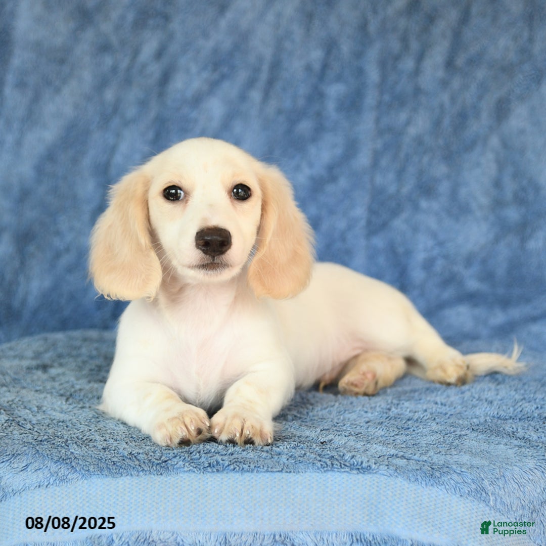 Miniature Dachshund dogs for sale: Seth - Image 3