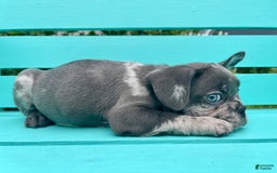 French Bulldog dogs for sale: Luna - Image 49