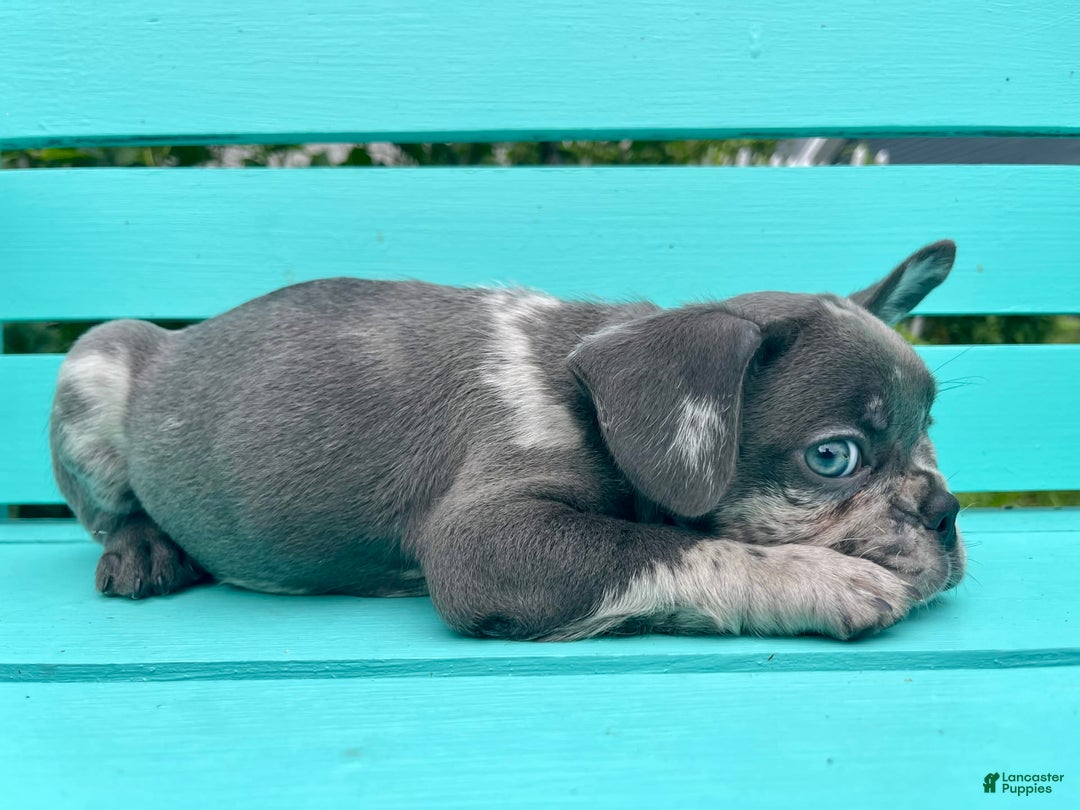 French Bulldog dogs for sale: Luna - Image 49