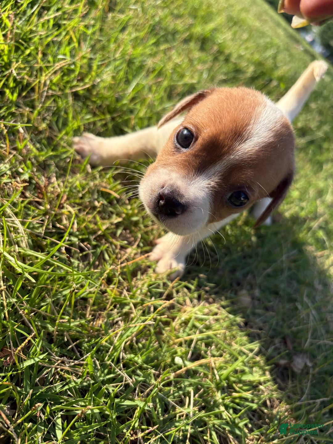 Jack Russell Terrier dogs for sale: Pete - Image 3