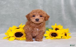 Miniature Poodle dogs for sale: Viking - Image 6
