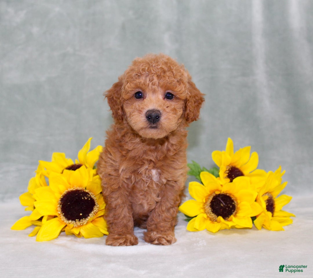 Miniature Poodle dogs for sale: Viking - Image 6