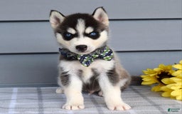 Siberian Husky dogs for sale: Conner - Image 9