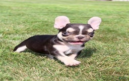 French Bulldog dogs for sale: Frankie - Image 6