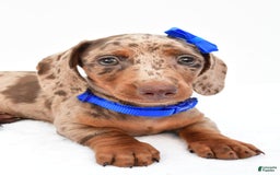 Miniature Dachshund dogs for sale: Griffin - Image 3