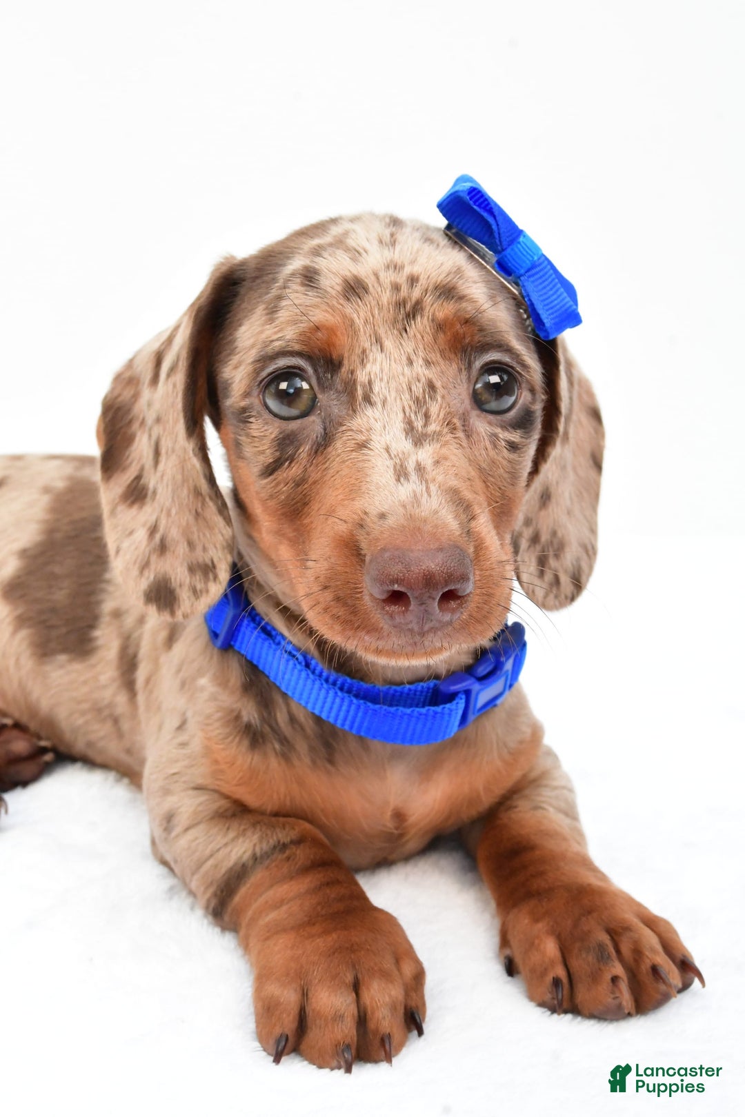 Miniature Dachshund dogs for sale: Griffin - Image 3