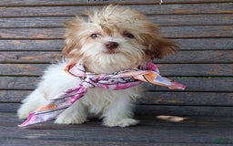 Lhasapoo dogs for sale: Pink Daisy - Image 2
