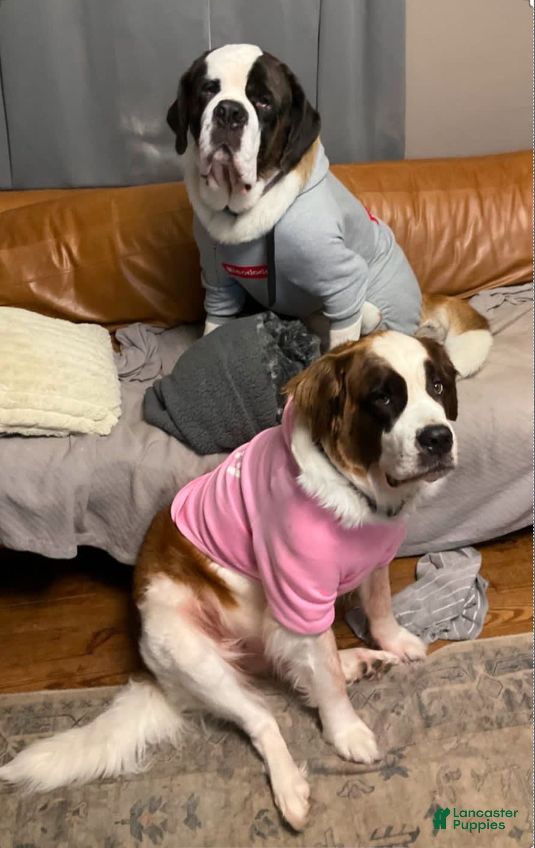 Saint Bernard dogs for sale: Aether - Image 3