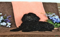 Miniature Poodle dogs for sale: Opal - Image 3