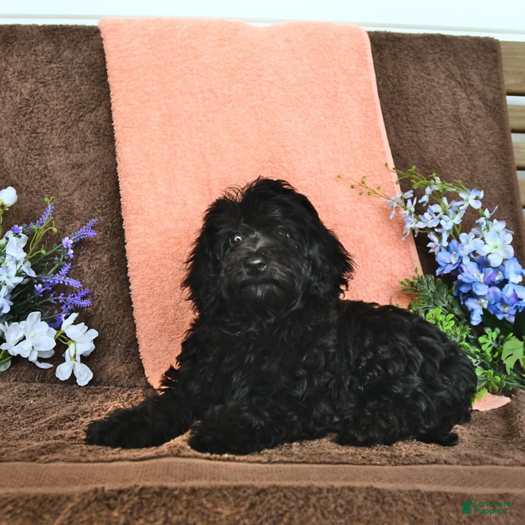 Miniature Poodle dogs for sale: Opal - Image 3