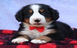 Bernese Mountain Dog dogs for sale: Sage - Image 8