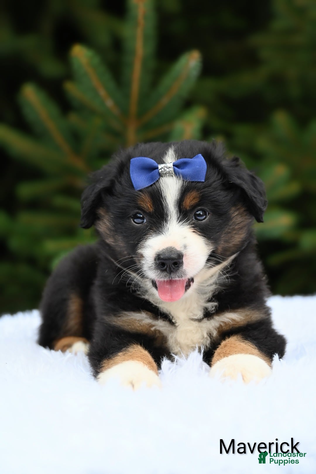 Miniature Australian Shepherd dogs for sale: Maverick - Image 3