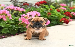 English Bulldog dogs for sale: Willow - Image 4