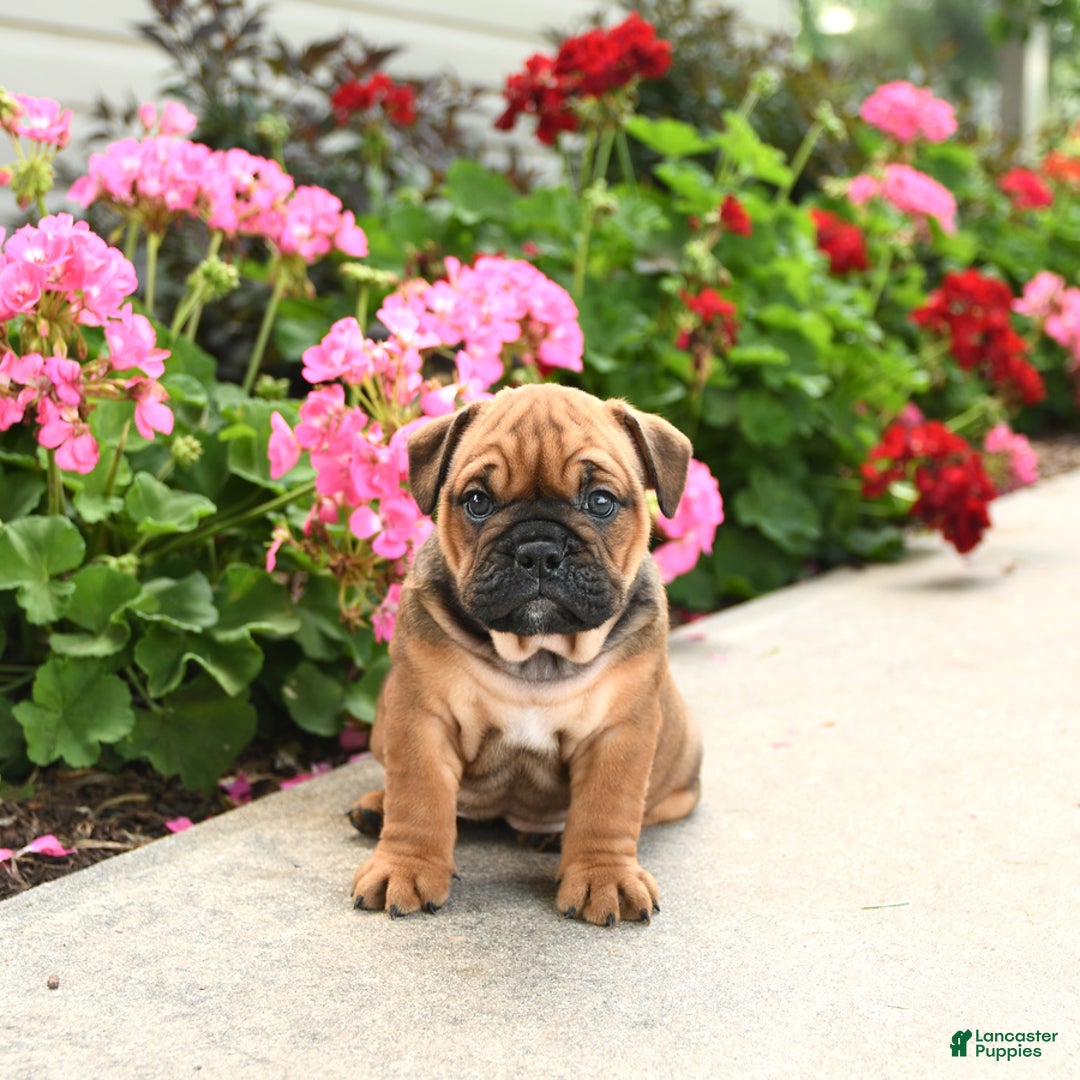 English Bulldog dogs for sale: Willow - Image 4