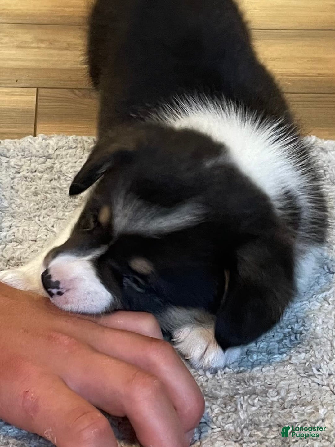 Welsh Corgi Pembroke dogs for sale: Jimmy - Image 7