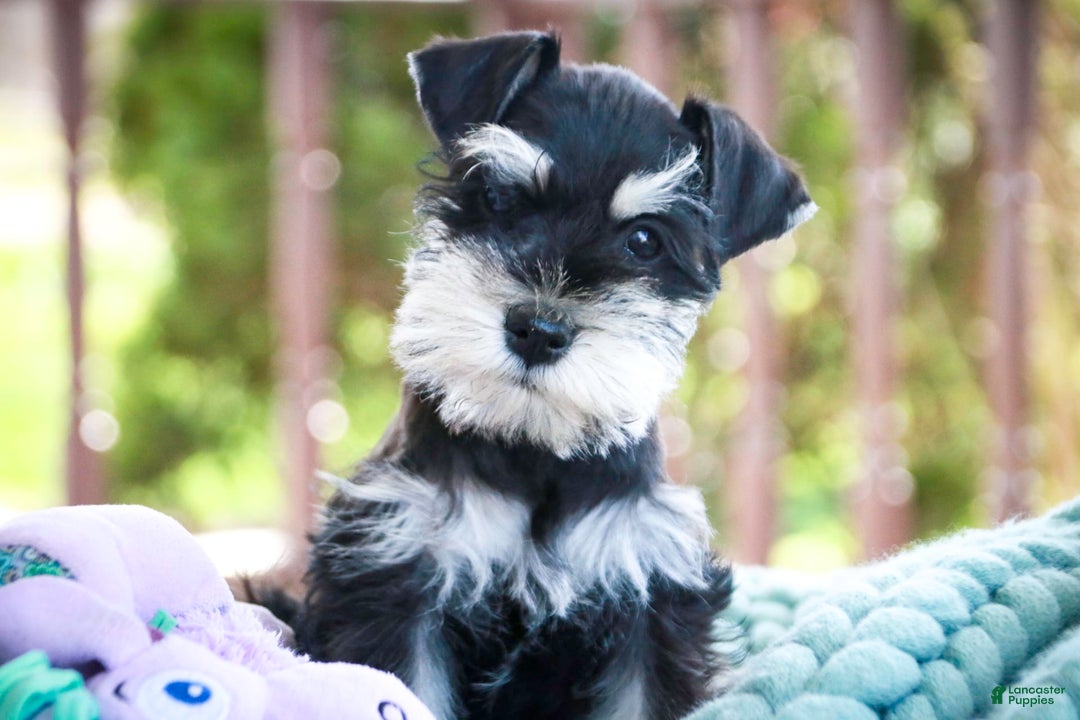 Miniature Schnauzer dogs for sale: Cinderella - Image 1