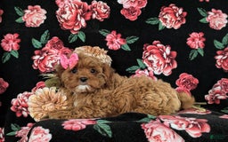 Cockapoo dogs for sale: Cassandra Hypoallergenic - Image 9