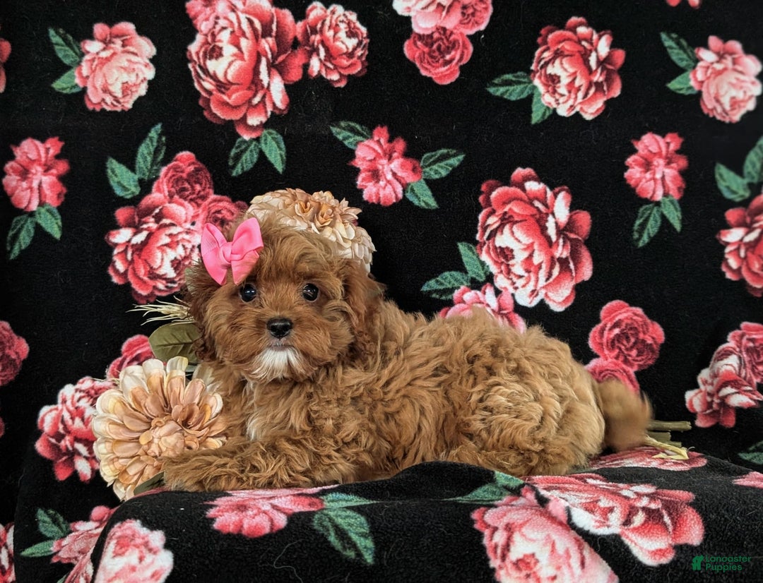 Cockapoo dogs for sale: Cassandra Hypoallergenic - Image 9