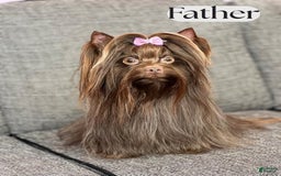 Yorkshire Terrier dogs for sale: Bonnie - Image 5