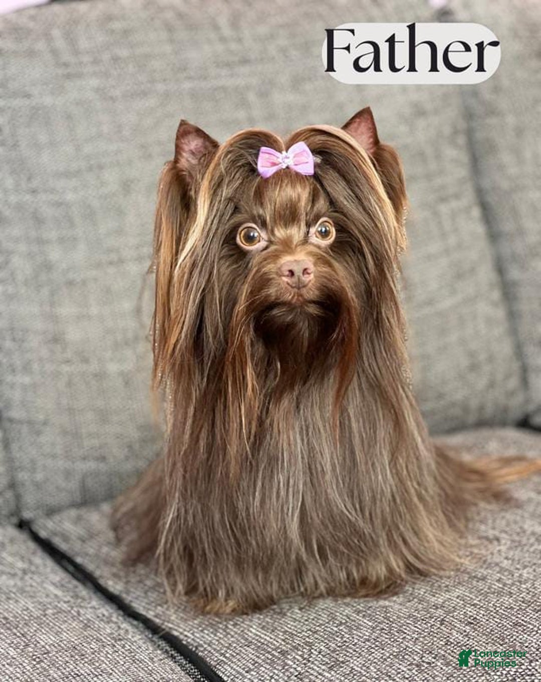 Yorkshire Terrier dogs for sale: Bonnie - Image 5