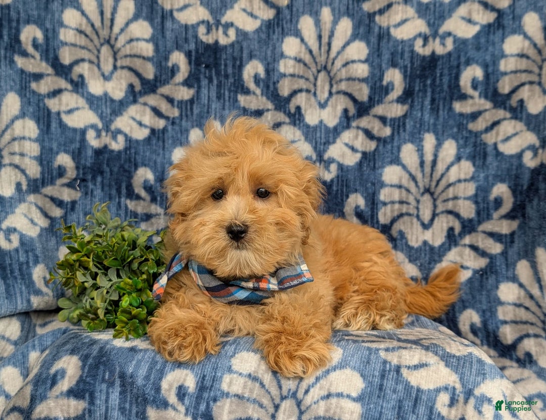 Maltipoo dogs for sale: Whelan - Image 3