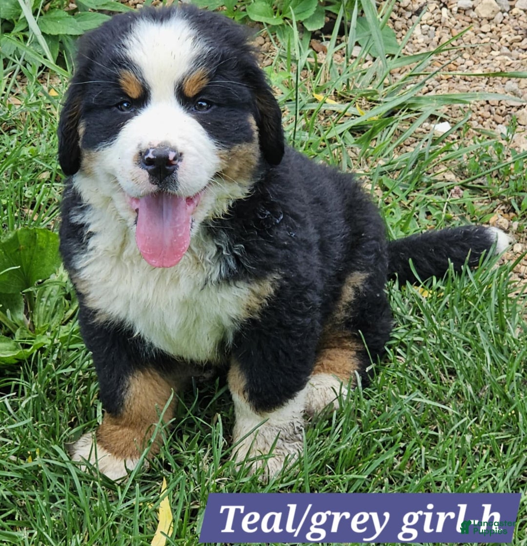 Bernese Mountain Dog dogs for sale: Teal - Image 1