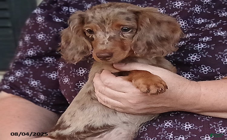 Miniature Dachshund dogs for sale - Ad 3