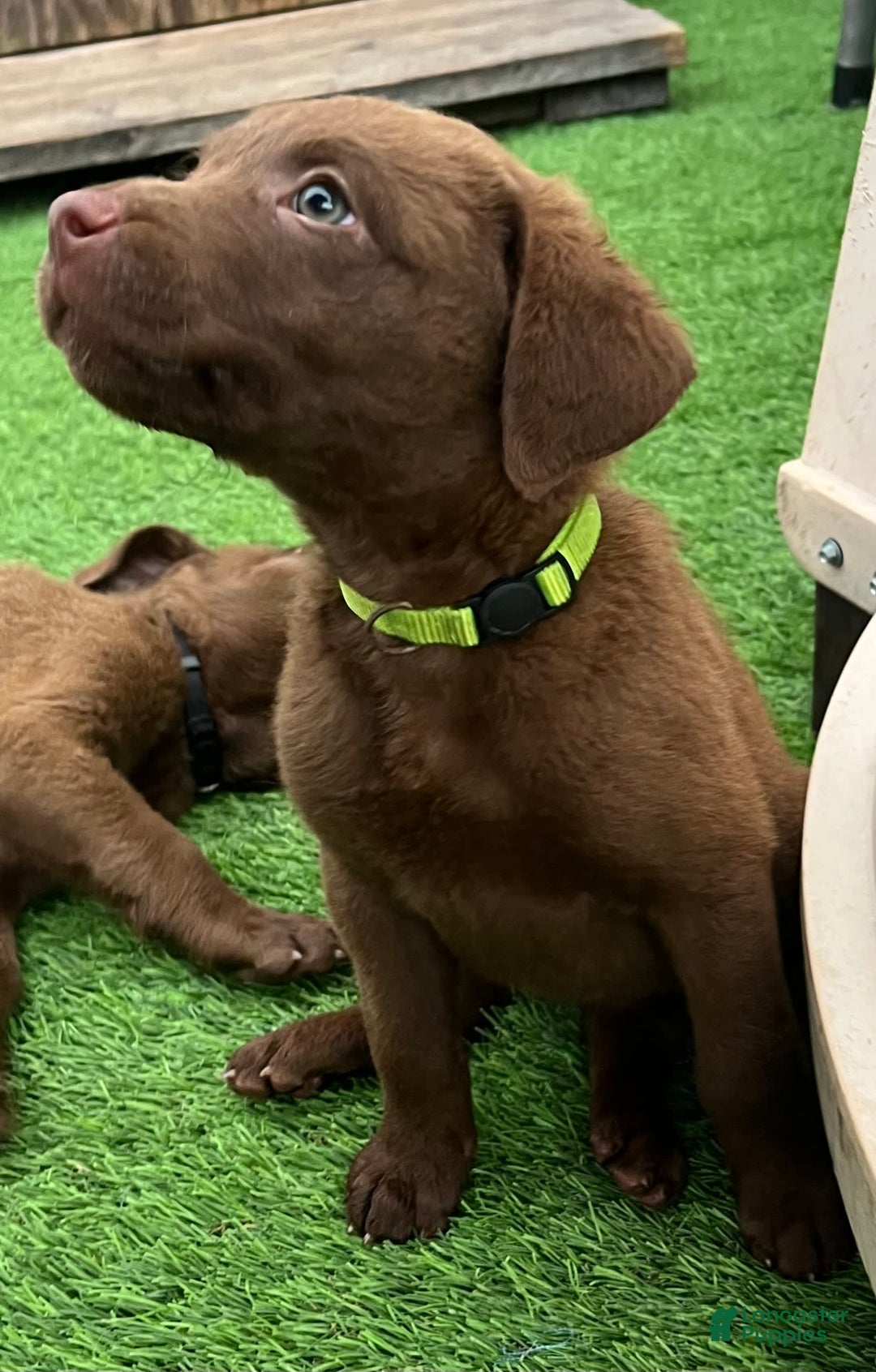 Chesapeake Bay Retriever dogs for sale: Female Yellow Collar - Image 6
