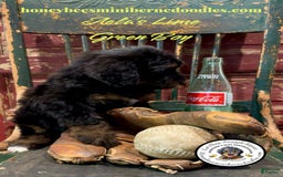 Mini Bernedoodle dogs for sale: Aelas Lime Green Boy - Image 8