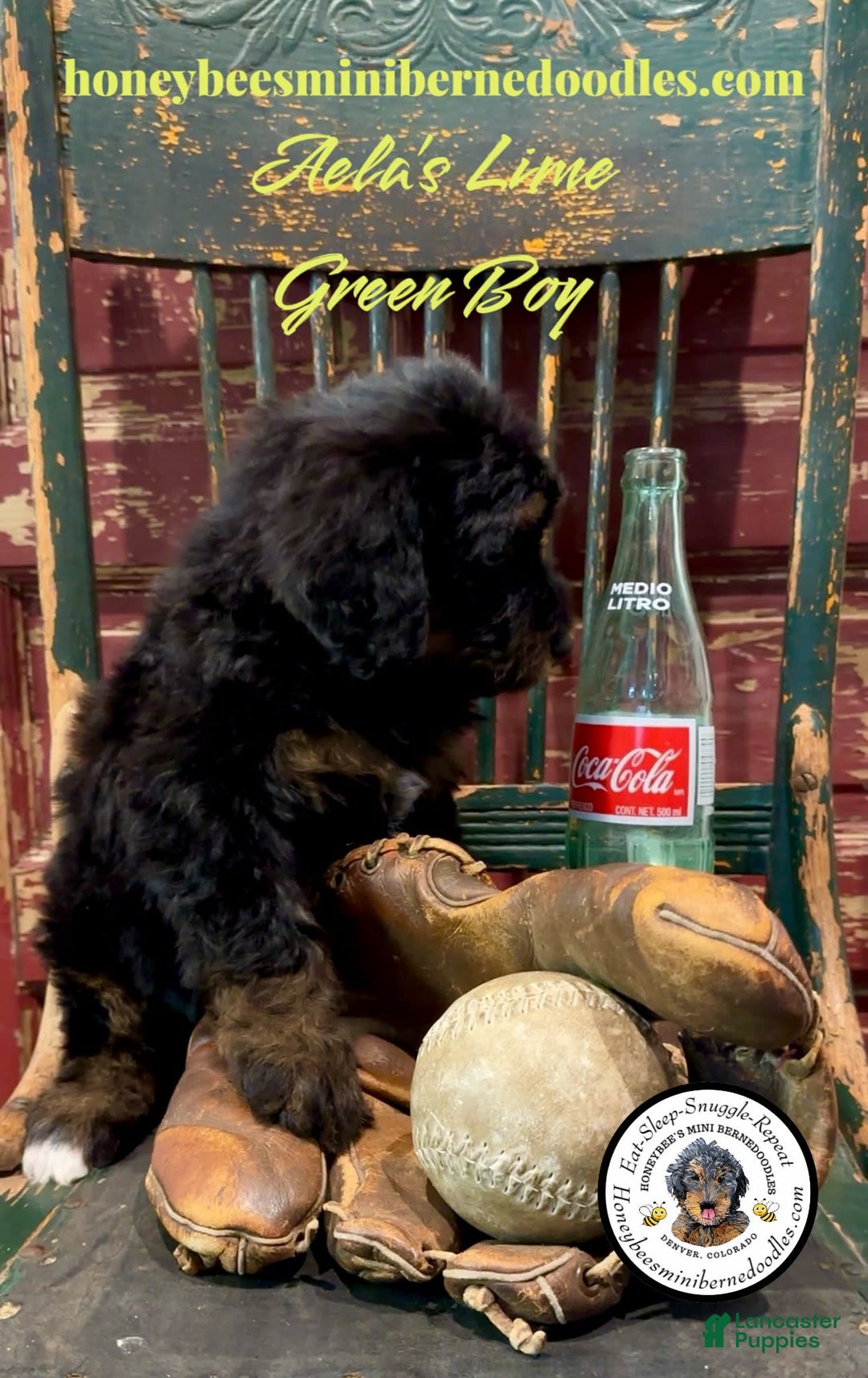 Mini Bernedoodle dogs for sale: Aelas Lime Green Boy - Image 8