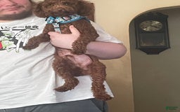Toy Poodle dogs for sale: Buck - Image 8