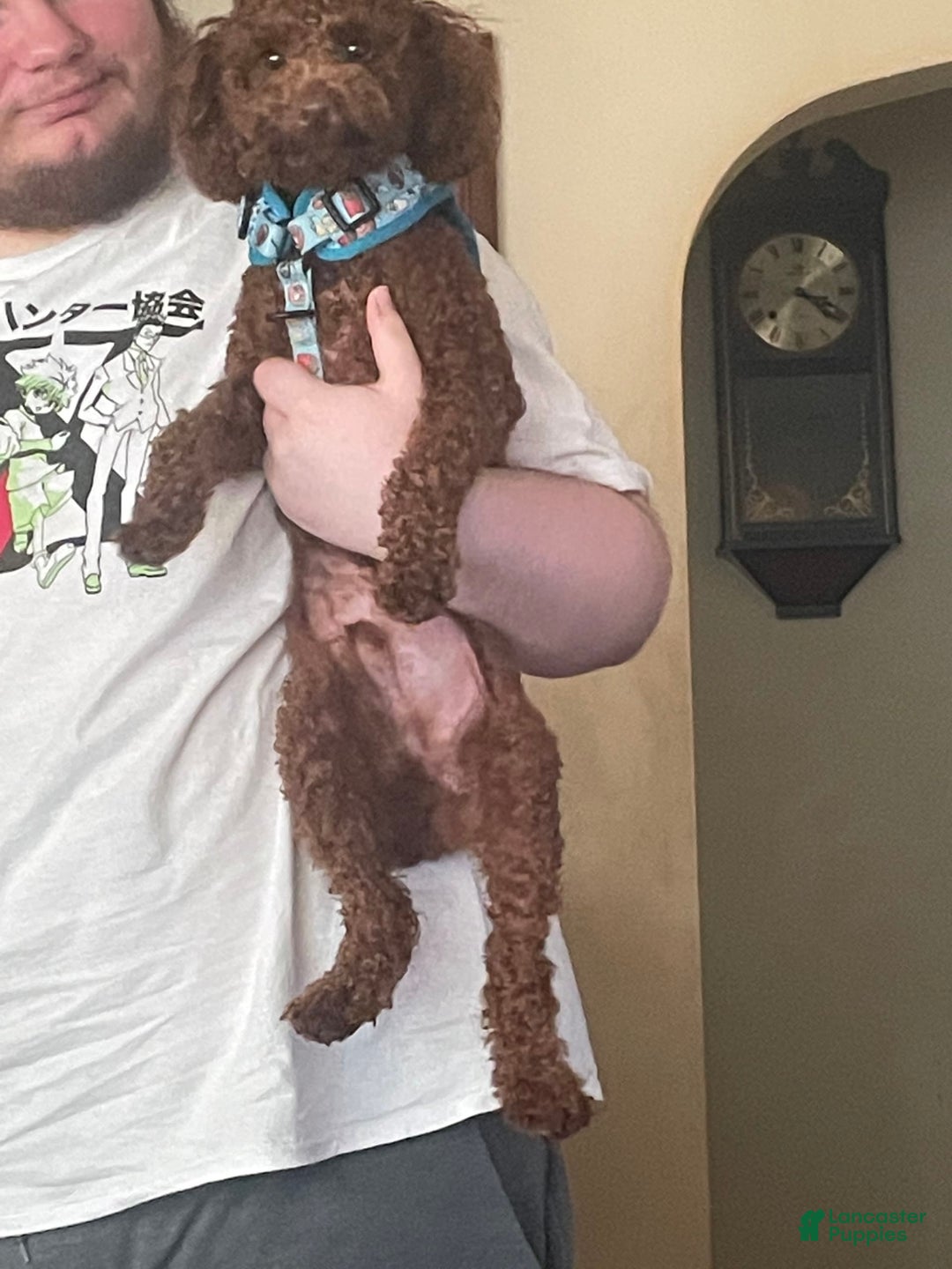Toy Poodle dogs for sale: Buck - Image 8
