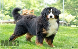 Bernese Mountain Dog dogs for sale: Nash - Image 4