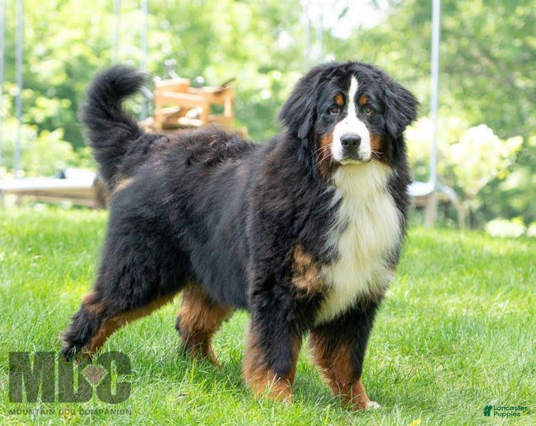 Bernese Mountain Dog dogs for sale: Nash - Image 4