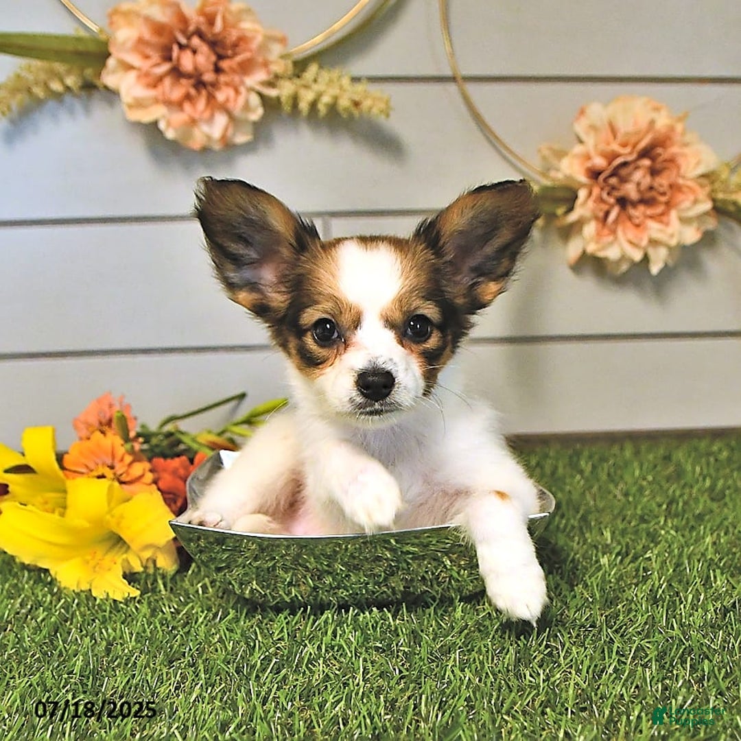 Papillon dogs for sale: Blake - Image 2