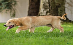 Golden Retriever dogs for sale: Cindy - Image 3