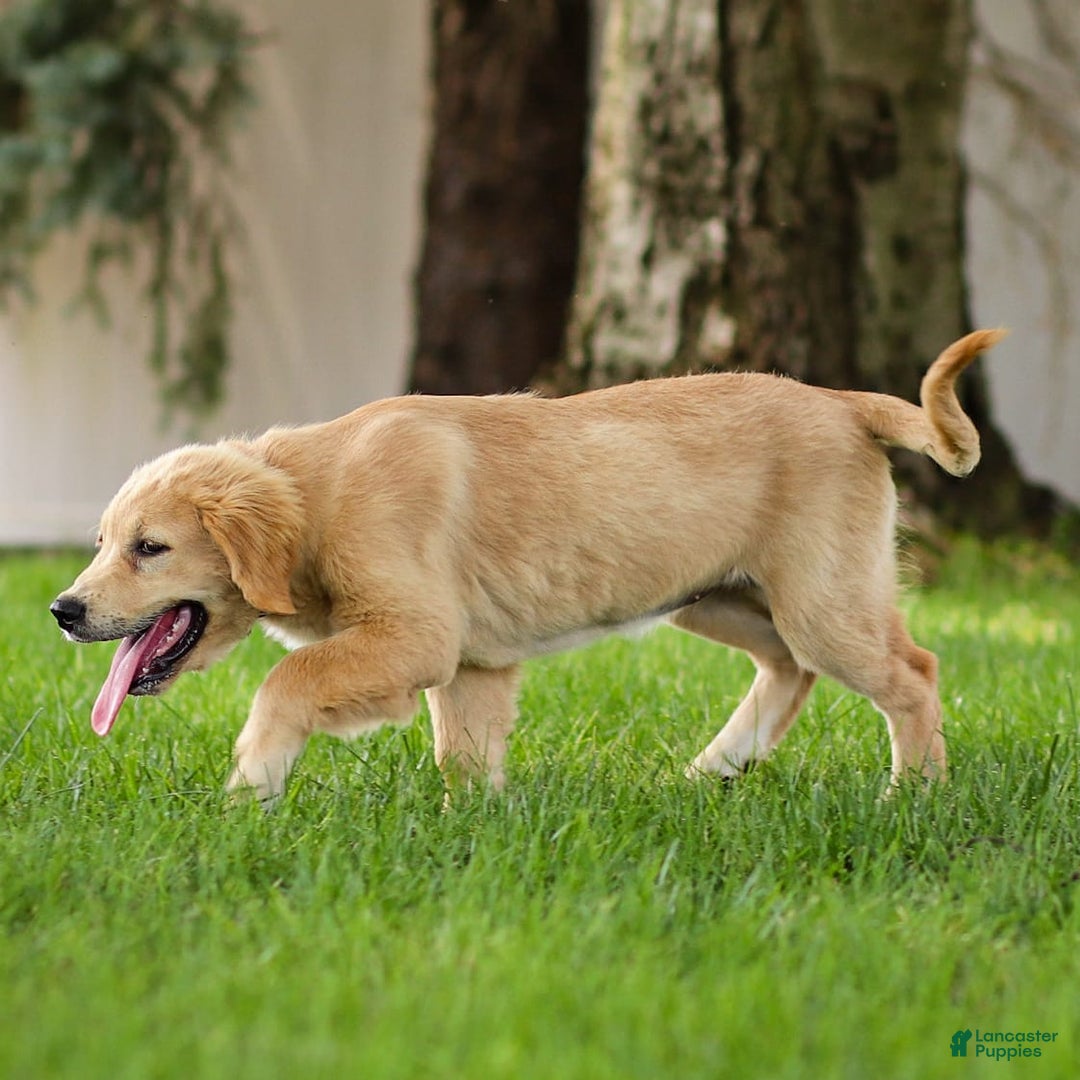 Golden Retriever dogs for sale: Cindy - Image 3